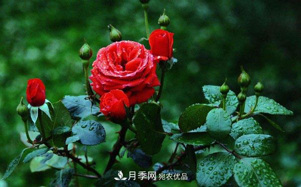 月季花有哪些品種？藤本大花月季品種介紹大全(圖1)