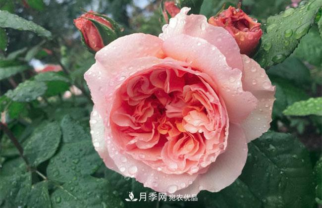 月季花的花語(yǔ)是什么？月季花的寓意和象征(圖1)