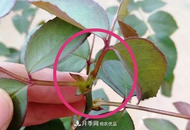 月季盲芽怎么修剪？(圖1)