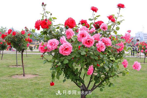 月季樹(shù)多少錢(qián)一株？南陽(yáng)2020年月季樹(shù)價(jià)格(圖1)