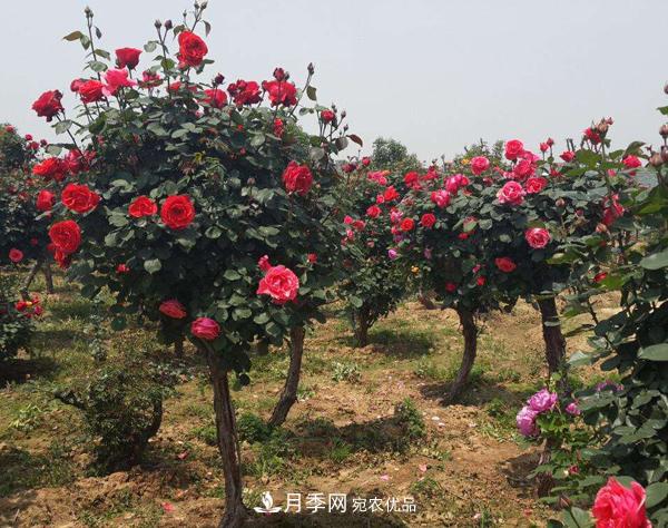月季樹(shù)多少錢(qián)一株？南陽(yáng)2020年月季樹(shù)價(jià)格(圖4)