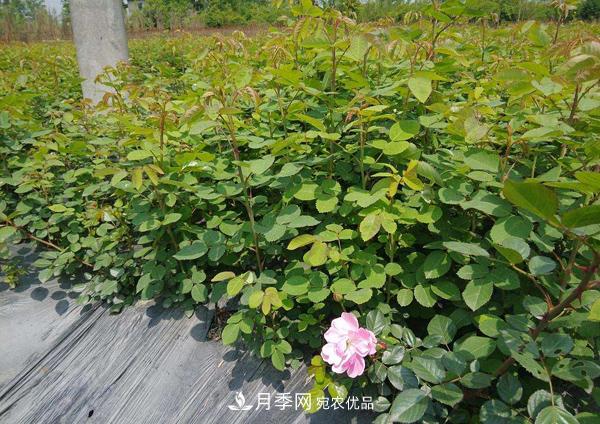 月季花幼苗怎樣栽培？月季苗種植方法(圖2)