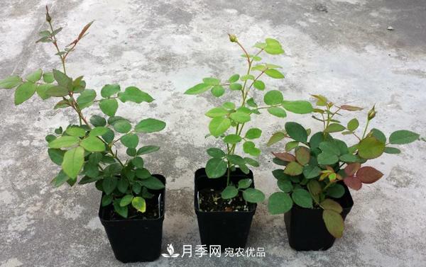 月季花幼苗怎樣栽培？月季苗種植方法(圖1)