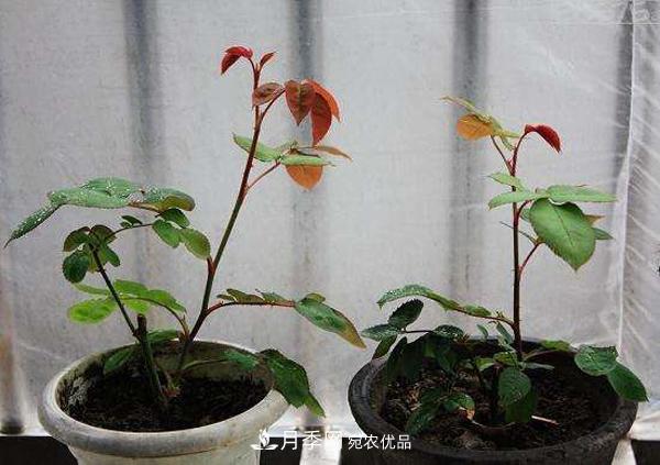月季花幼苗怎樣栽培？月季苗種植方法(圖3)