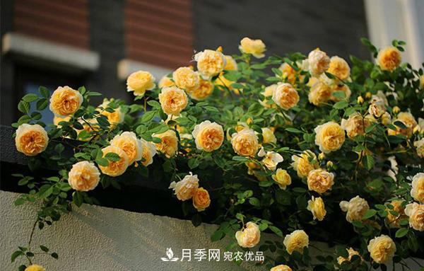 月季花幼苗怎樣栽培？月季苗種植方法(圖4)