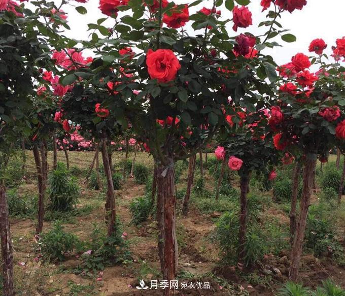 基地直供造型月季花瓶、月季花球、月季花柱批發(fā)價(jià)格(圖2)