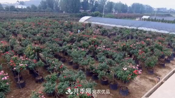 樹(shù)狀月季門(mén)道多，南陽(yáng)樹(shù)狀月季怎樣種植？月季冠幅小、偏冠是啥原因？(圖2)