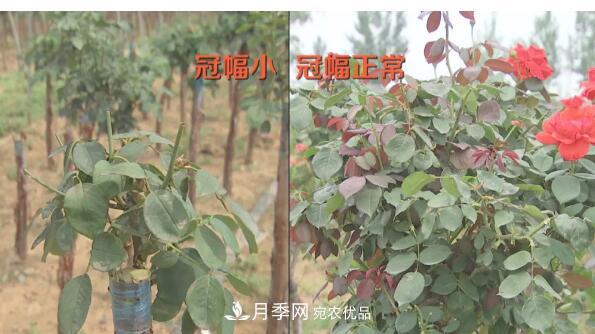 樹(shù)狀月季門(mén)道多，南陽(yáng)樹(shù)狀月季怎樣種植？月季冠幅小、偏冠是啥原因？(圖1)