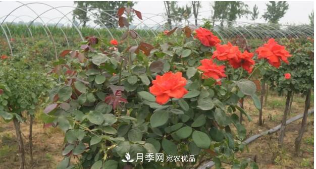 樹(shù)狀月季門(mén)道多，南陽(yáng)樹(shù)狀月季怎樣種植？月季冠幅小、偏冠是啥原因？(圖3)
