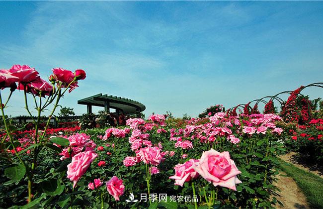營(yíng)養缽月季多少錢(qián)一棵？營(yíng)養缽月季怎么緩苗？(圖4)