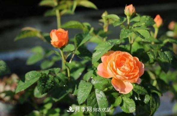 月季網(wǎng)，月季花秋季施肥方法(圖1)