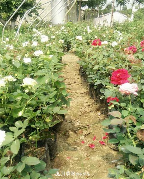 南陽(yáng)月季花營(yíng)養缽苗如何養？?jì)r(jià)格多少錢(qián)？(圖1)