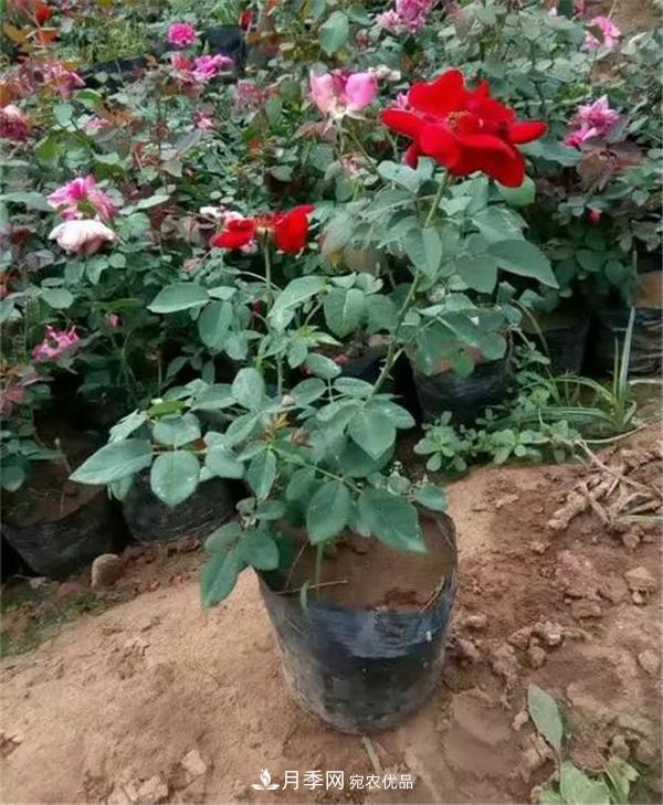 南陽(yáng)月季花營(yíng)養缽苗如何養？?jì)r(jià)格多少錢(qián)？(圖2)