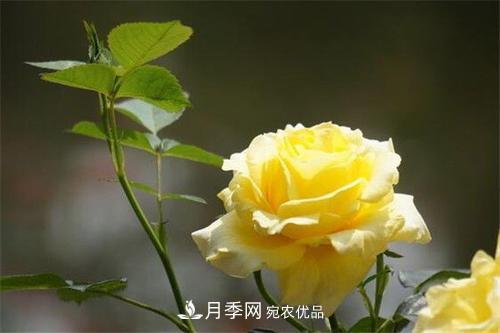 分享10種大花月季，每一款開(kāi)花鮮艷香味清新(圖1)