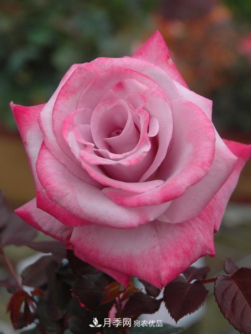 分享10種大花月季，每一款開(kāi)花鮮艷香味清新(圖3)