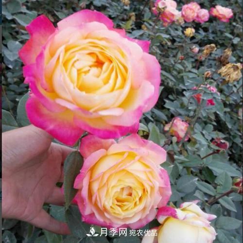 分享10種大花月季，每一款開(kāi)花鮮艷香味清新(圖2)