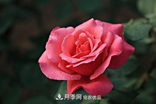 分享10種大花月季，每一款開(kāi)花鮮艷香味清新(圖4)