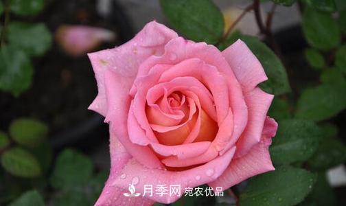 分享10種大花月季，每一款開(kāi)花鮮艷香味清新(圖5)
