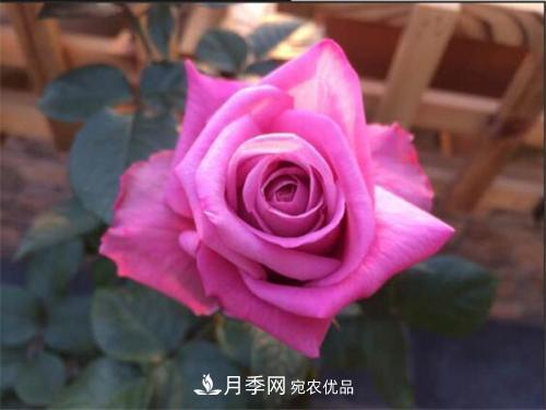 分享10種大花月季，每一款開(kāi)花鮮艷香味清新(圖8)