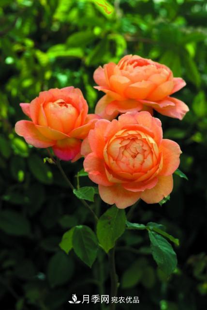分享10種大花月季，每一款開(kāi)花鮮艷香味清新(圖6)