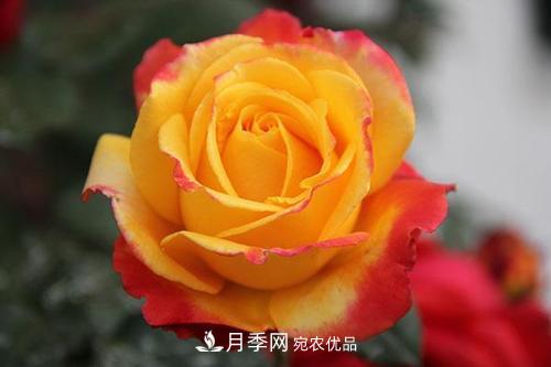 分享10種大花月季，每一款開(kāi)花鮮艷香味清新(圖7)
