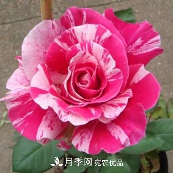 分享10種大花月季，每一款開(kāi)花鮮艷香味清新(圖10)