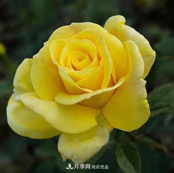 分享10種大花月季，每一款開(kāi)花鮮艷香味清新(圖9)