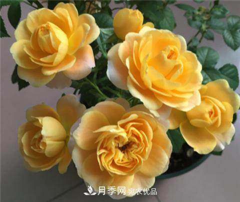 這6種月季花，四季開(kāi)花不斷，又大又美，值得入手(圖1)