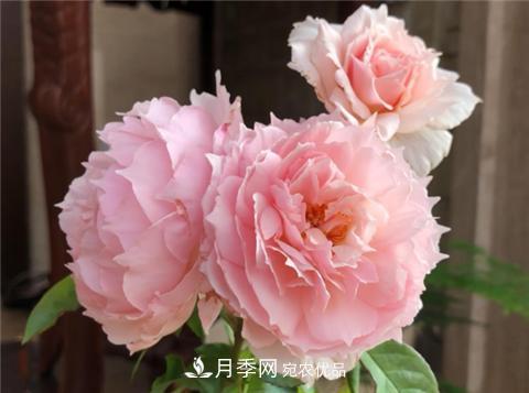 這6種月季花，四季開(kāi)花不斷，又大又美，值得入手(圖2)