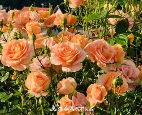 這6種月季花，四季開(kāi)花不斷，又大又美，值得入手(圖5)