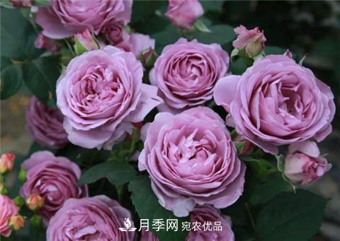 這6種月季花，四季開(kāi)花不斷，又大又美，值得入手(圖3)
