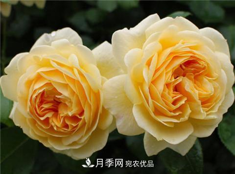 這6種月季花，四季開(kāi)花不斷，又大又美，值得入手(圖4)