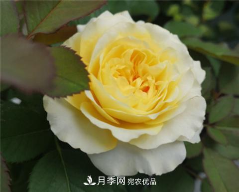 這6種月季花，四季開(kāi)花不斷，又大又美，值得入手(圖8)