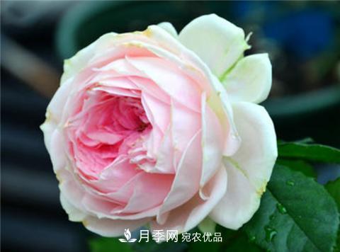 這6種月季花，四季開(kāi)花不斷，又大又美，值得入手(圖7)