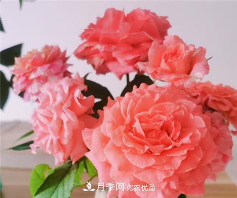 這6種月季花，四季開(kāi)花不斷，又大又美，值得入手(圖6)