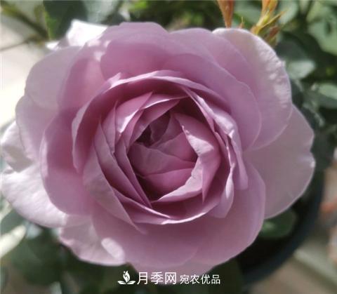 這6種月季花，四季開(kāi)花不斷，又大又美，值得入手(圖10)