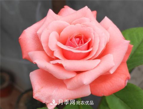 這6種月季花，四季開(kāi)花不斷，又大又美，值得入手(圖11)
