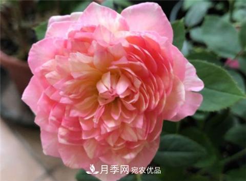 這6種月季花，四季開(kāi)花不斷，又大又美，值得入手(圖9)