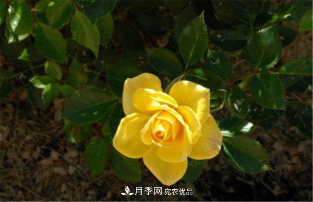 全球10大“名貴”月季花，養過(guò)其中5盆，就算“月季發(fā)燒友”(圖3)