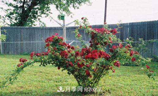 全球10大“名貴”月季花，養過(guò)其中5盆，就算“月季發(fā)燒友”(圖6)