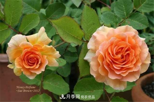 全球10大“名貴”月季花，養過(guò)其中5盆，就算“月季發(fā)燒友”(圖9)