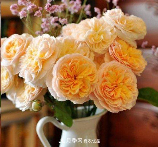 廣東種月季，首選這15種，一年花開(kāi)10個(gè)月！(圖10)