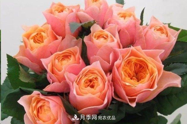 廣東種月季，首選這15種，一年花開(kāi)10個(gè)月！(圖13)