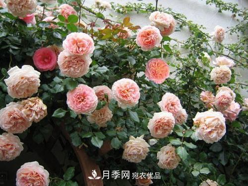 推薦4種經(jīng)典灌木月季，抗病開(kāi)花能力都很不錯(圖1)