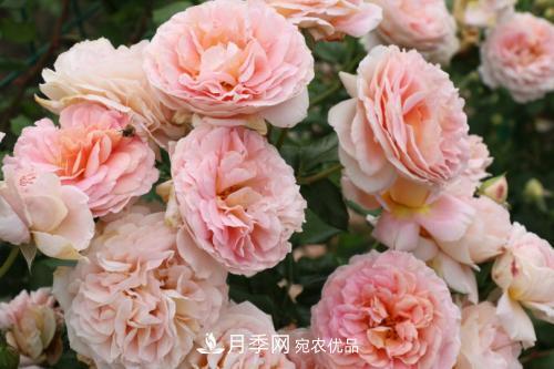 推薦4種經(jīng)典灌木月季，抗病開(kāi)花能力都很不錯(圖2)