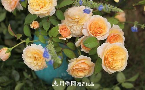 推薦4種經(jīng)典灌木月季，抗病開(kāi)花能力都很不錯(圖4)
