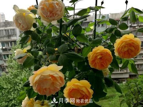 推薦4種經(jīng)典灌木月季，抗病開(kāi)花能力都很不錯(圖3)