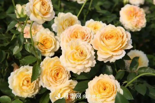 推薦4種經(jīng)典灌木月季，抗病開(kāi)花能力都很不錯(圖6)