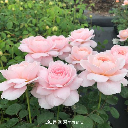 推薦4種經(jīng)典灌木月季，抗病開(kāi)花能力都很不錯(圖8)