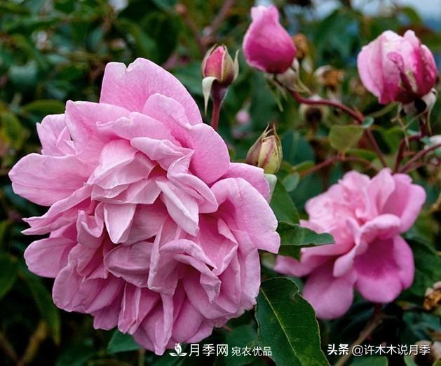 25個(gè)豐花濃香的波旁月季。擁有中國血統，不僅抗病還能做花墻(圖1)